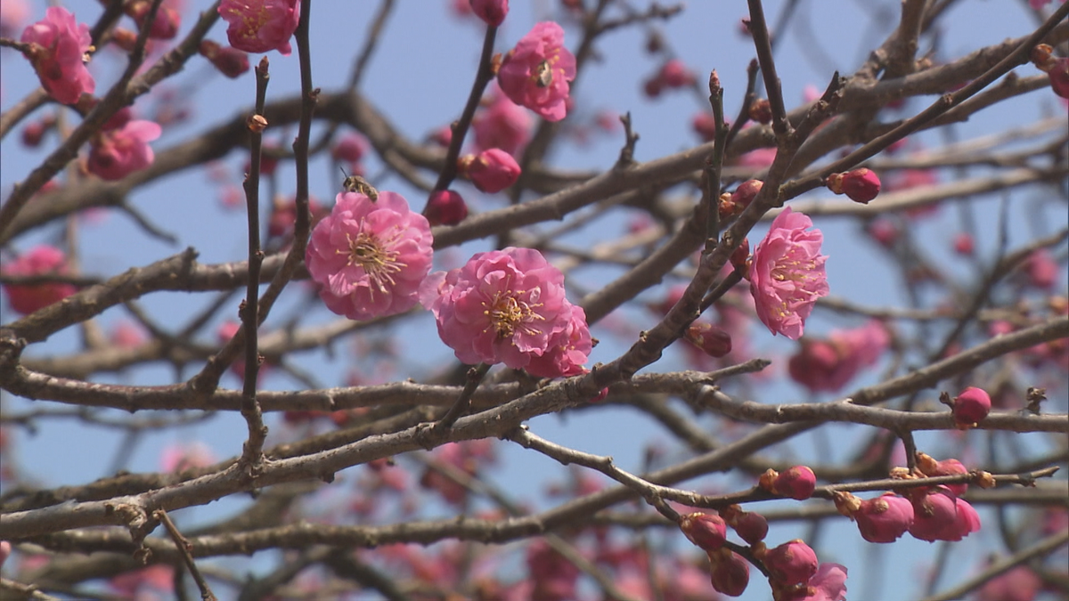子福桜にクロッカス、ミズバショウなど花々は“準備万端”　弘前さくらまつり開幕まで「あと5日」