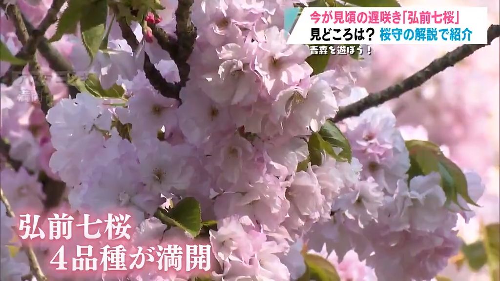 青森を遊ぼう！①　いまが見ごろ！「弘前七桜」を桜守が案内！