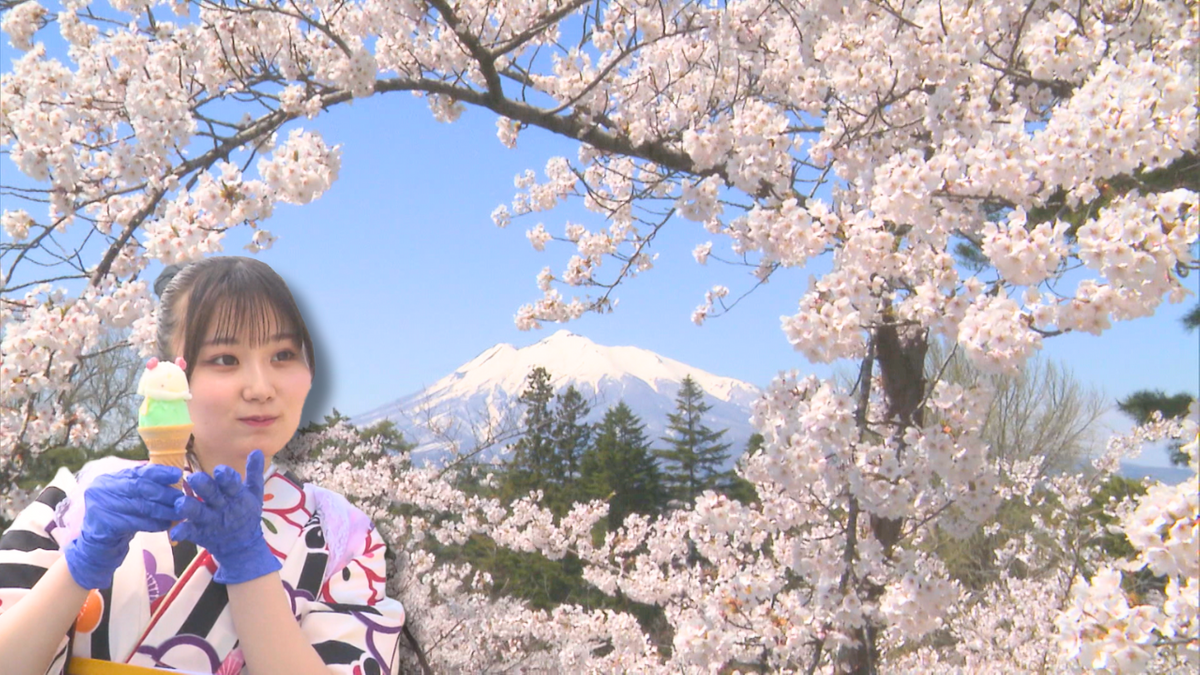 後継者不足に悩む名物の売り子に「はつ恋ぐりんさん」が挑戦！満開の弘前公園で絵はがきのような“穴場”撮影スポットを発見！　青森県弘前市