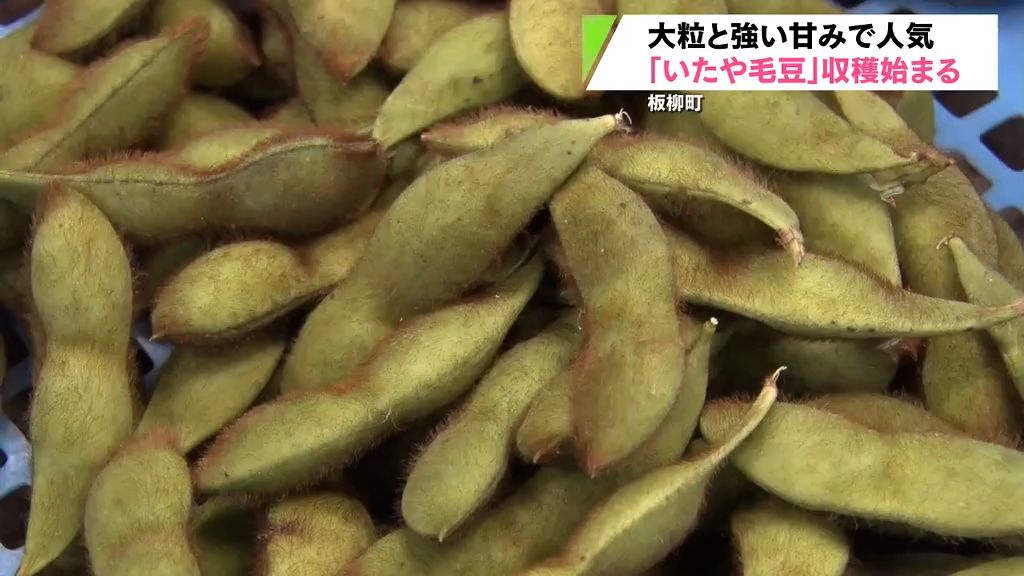 大粒で濃厚な甘みが特徴「いたや毛豆」収穫始まる　板柳町