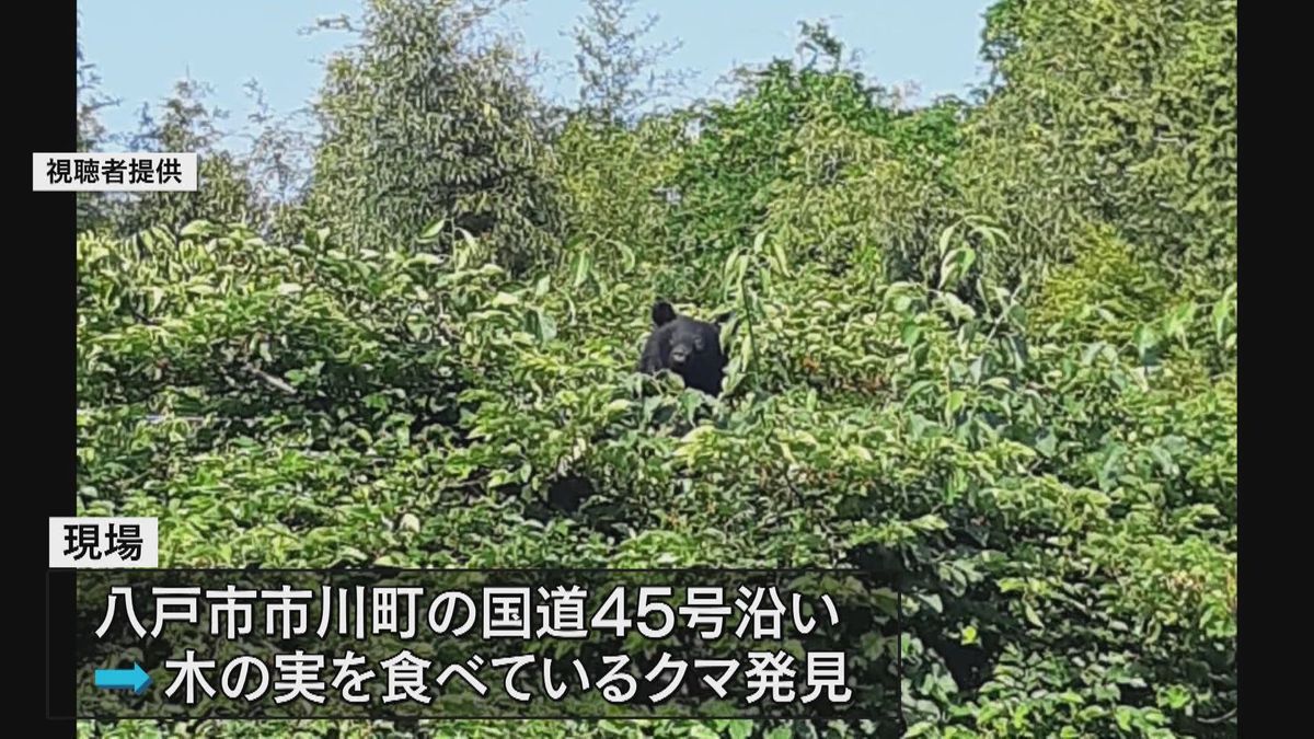 【発砲の瞬間】国道沿いの住宅地に木の実を食べているクマが…猟友会が２発発砲も状態不明　青森県八戸市