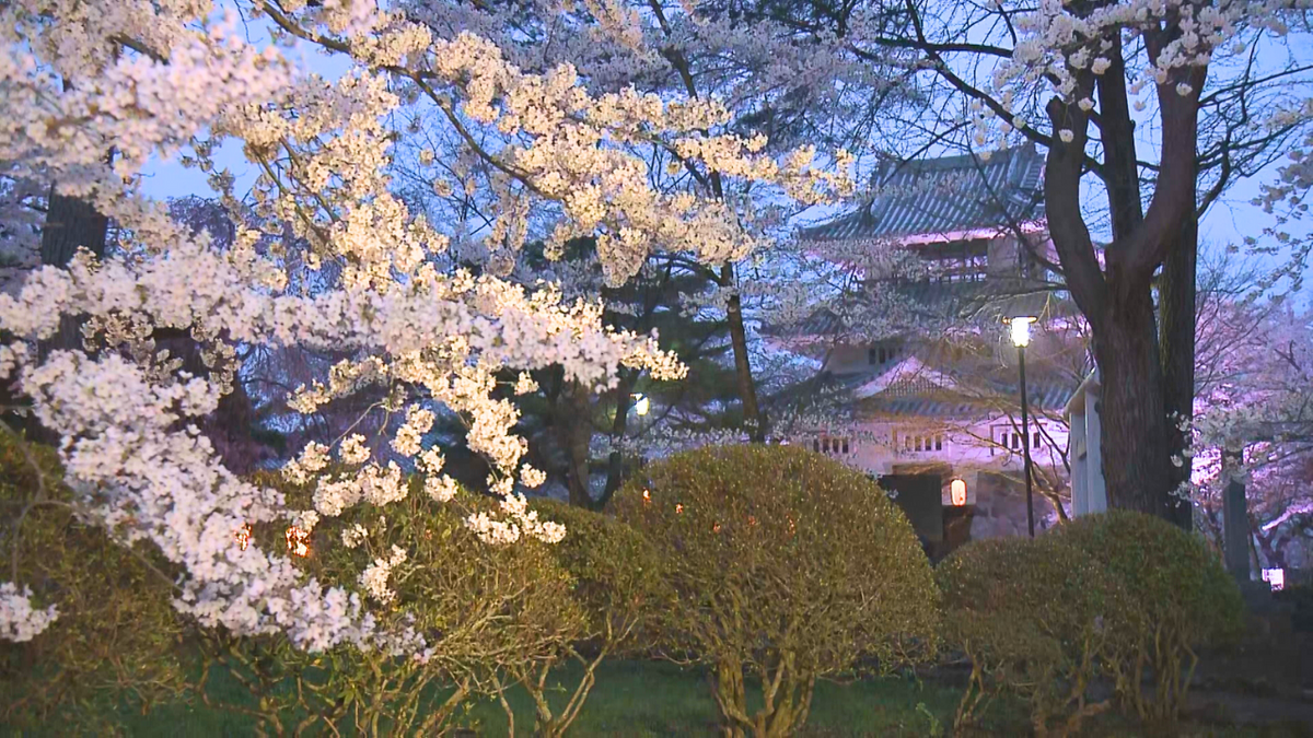 【桜LIVE2025】青森県内の桜の名所④歴史香る県南随一の名所・三戸城跡城山公園　珍しい桜の新グッズも！？