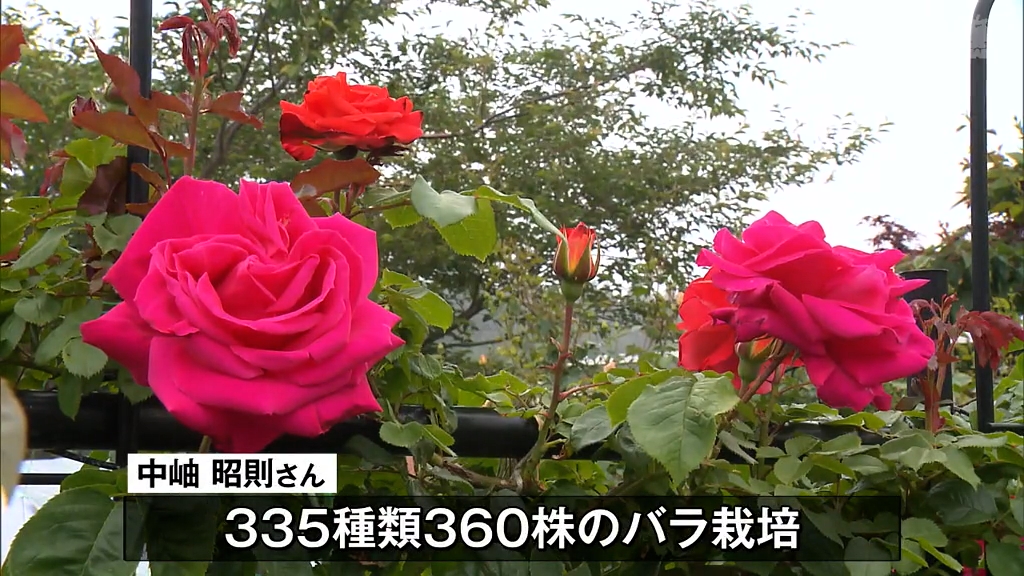 360株華やかに咲くバラ 色とりどりの華やかな花 今週末から来週