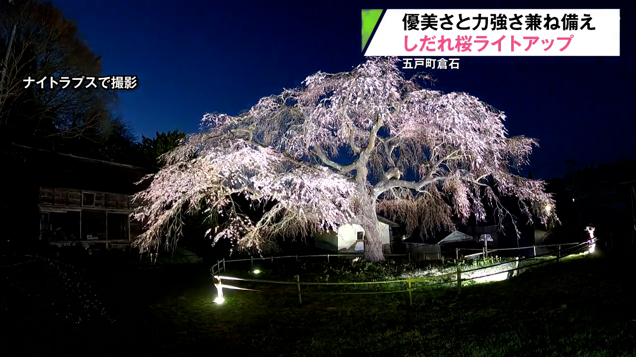しだれ桜 約6メートル 【公式通販】