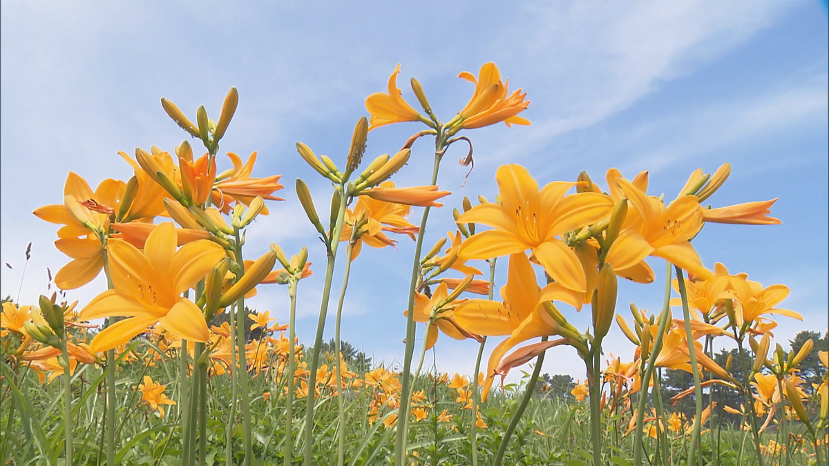 もうちょっとここにいようかと…」浜風に揺れ咲き誇る“初夏の花”に癒や