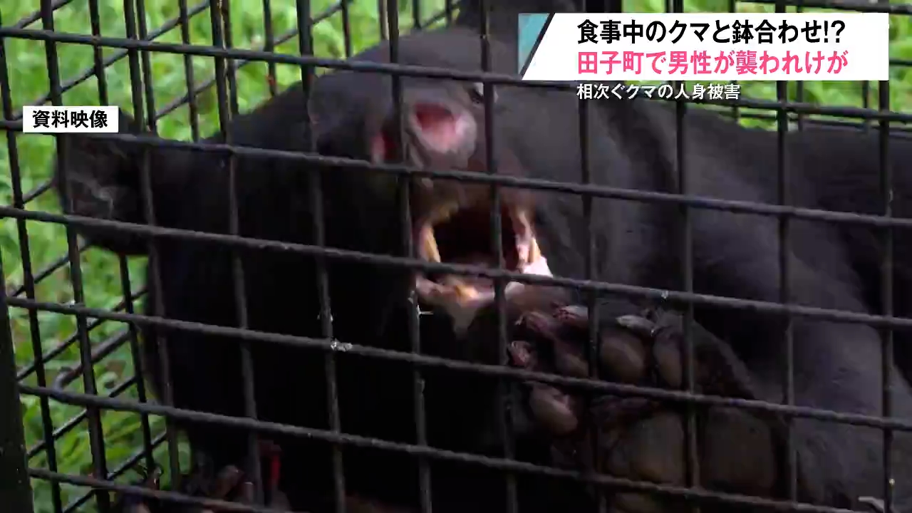 ハチの巣”食べていたクマと鉢合わせか 水質調査の男性が襲われけが…『3