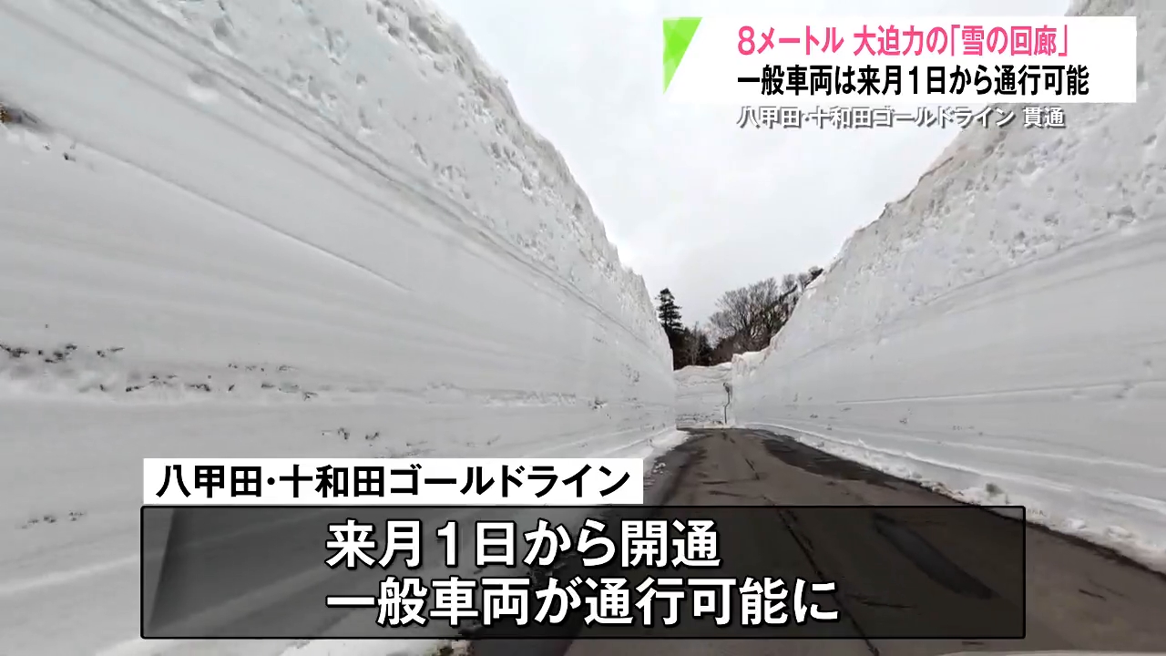高さ8mの雪の回廊楽しめる！八甲田の春告げる ゴールドライン4か月