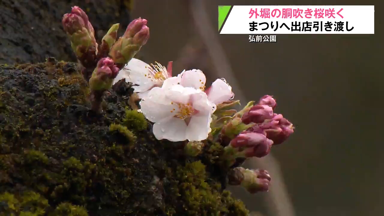 弘前公園で早くも「胴吹き桜」が開花 10日開幕の「弘前さくらまつり