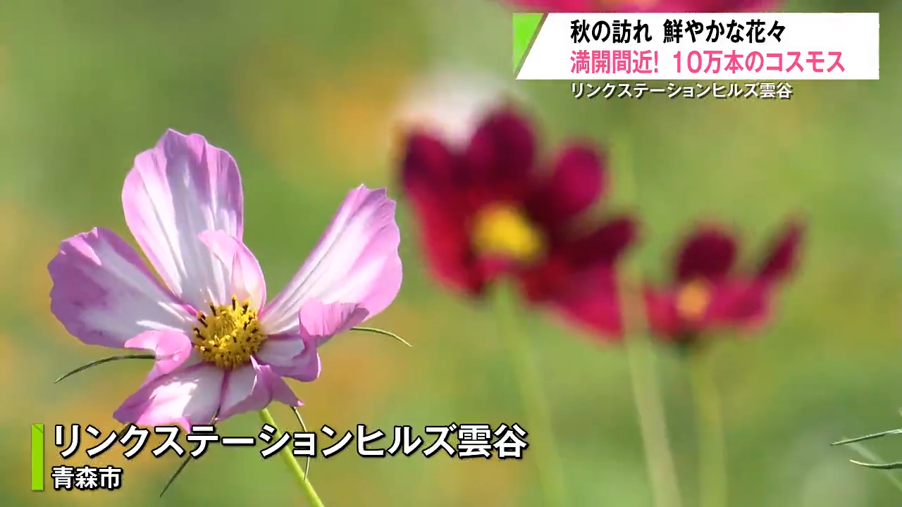 満開間近！秋風に揺れる色とりどり『10万本のコスモス』 毎年人気の