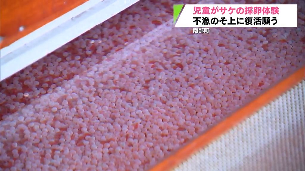 「とれなくなってすごい悲しい」記録的不漁のサケ復活への願い込めて児童が採卵作業を体験