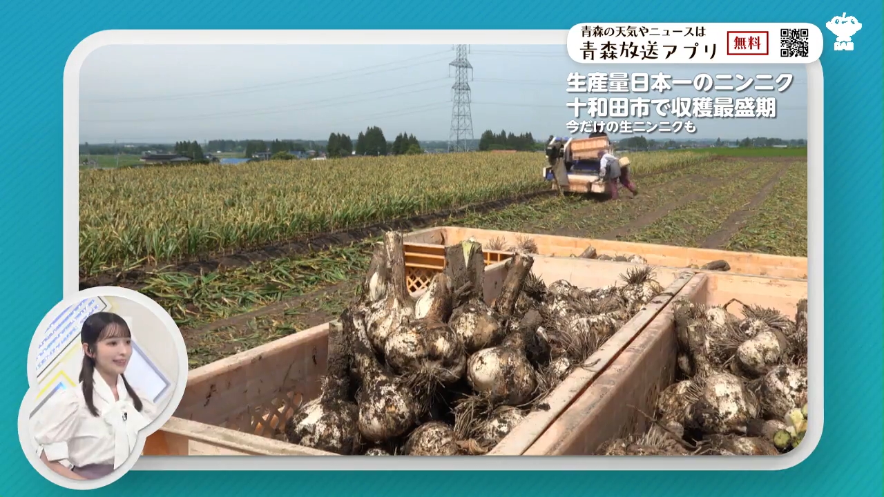 生にんにく　５キロ　愛知県産　令和8年度収穫　残りわずか。 青森県産ニンニクの収穫が最盛期！ことしは去年より大きなニンニクに