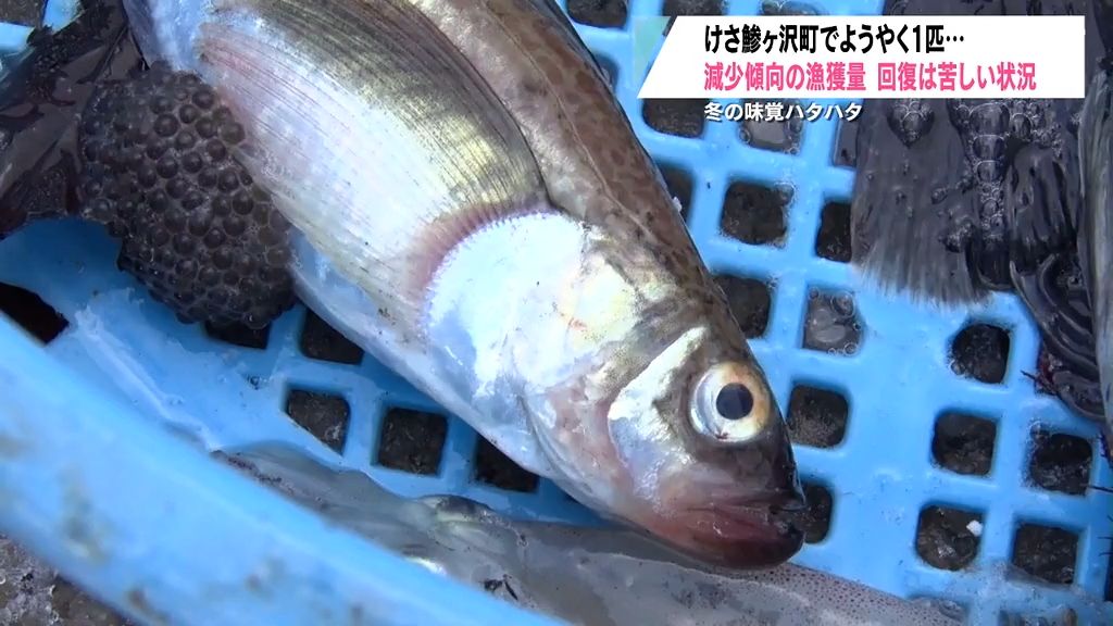 冬の味覚・ハタハタ漁で水揚げ「1匹」　推定資源量回復せず今年も不漁か