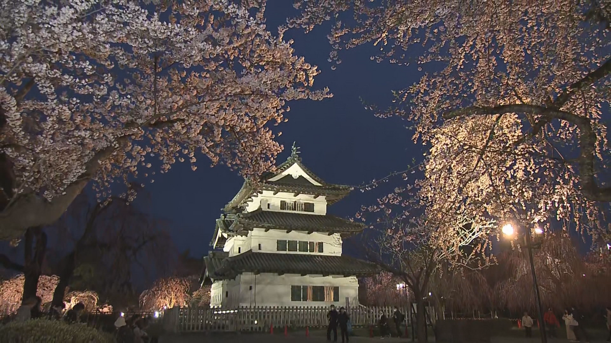 【桜LIVE2025】青森県内の桜の名所③いま最高潮！日本一の花の宴・弘前公園　圧巻の夜桜