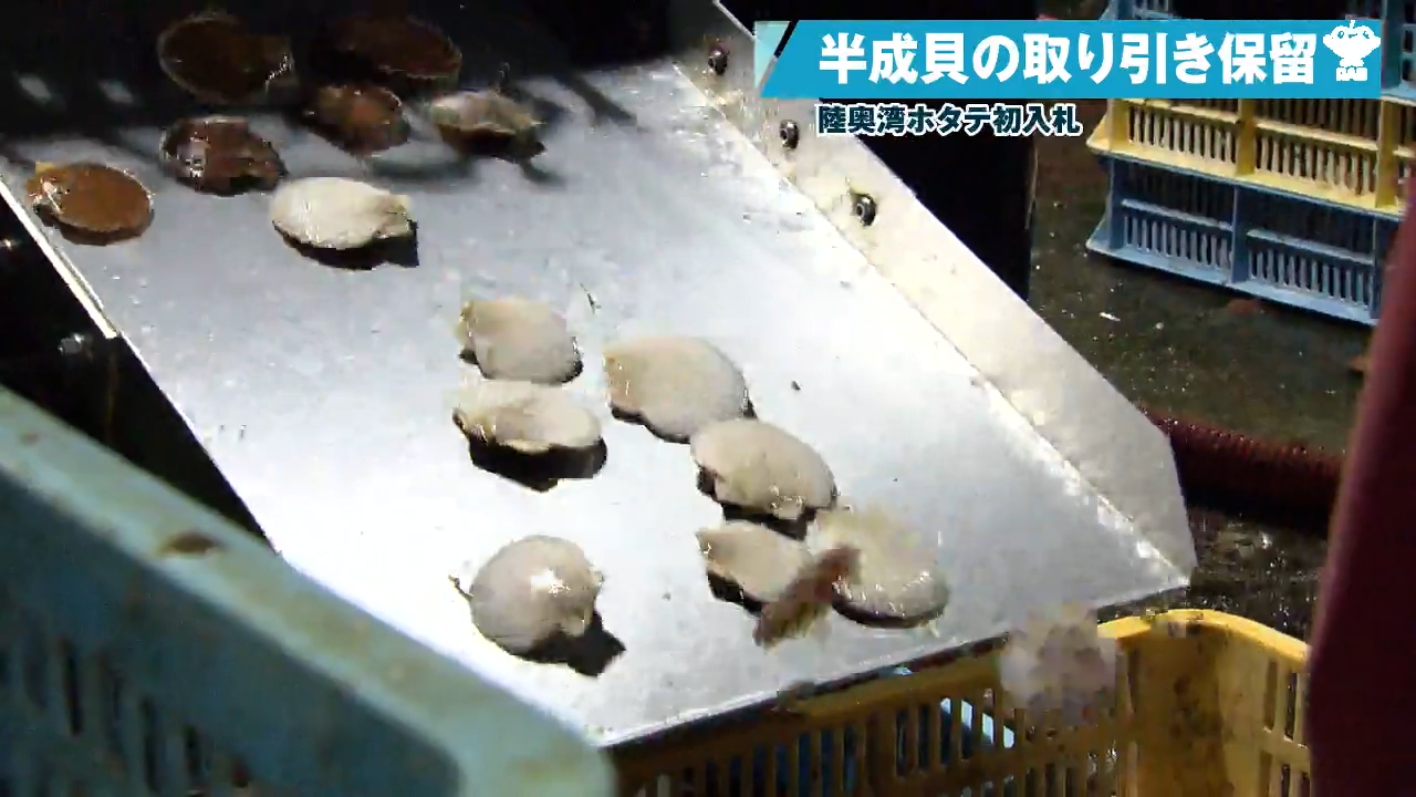 陸奥湾ホタテの初入札 「半成貝」の取り引き保留 高値水準で買い