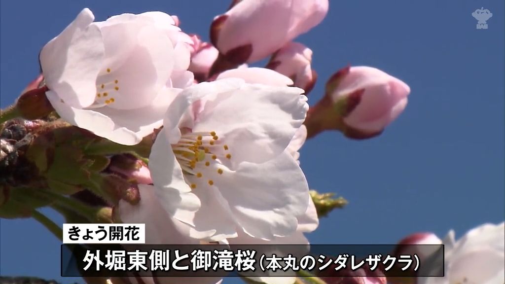 「待っていました」青空広がり“開花宣言”続々と…弘前公園・外堀東側と十和田市・官庁街通り