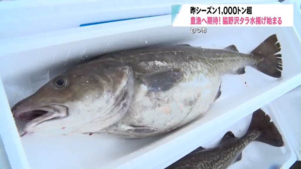 「鱈の里」でタラ漁が本格的に始まる　2019年から800トン超えの豊漁続く　青森県むつ市脇野沢