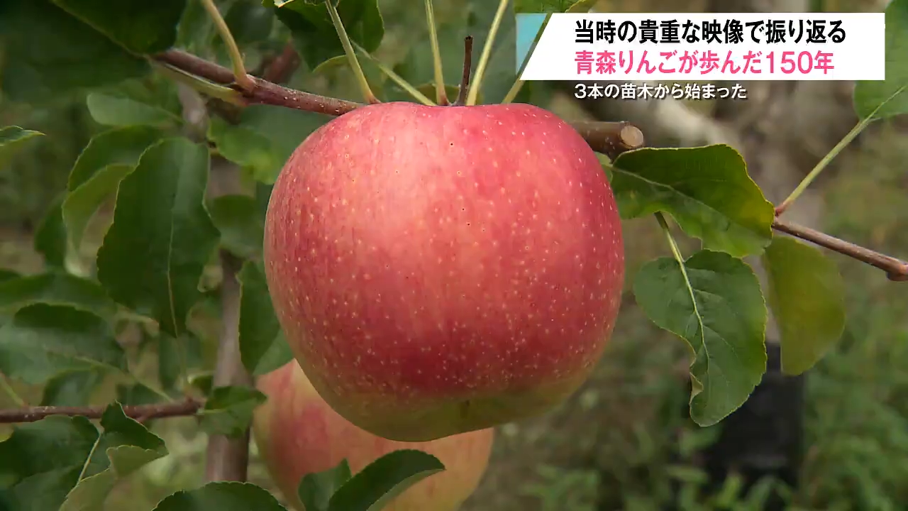 知っている？『青森りんご』150年の歴史 廃藩置県、戦争、病気、台風