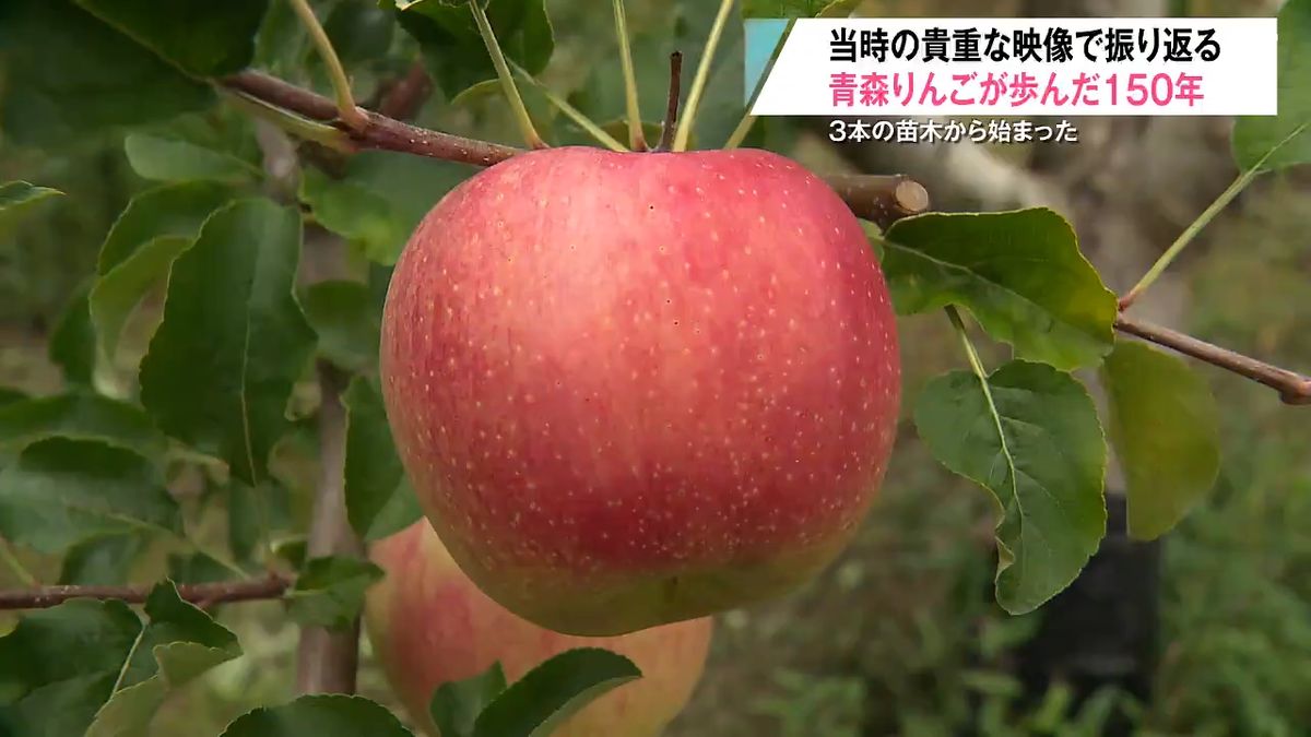 知っている？『青森りんご』150年の歴史 廃藩置県、戦争、病気、台風 
