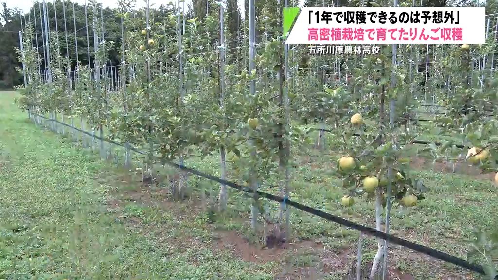 わずか1年半で収穫可能な高密植栽培　高校生がりんご初収穫　五所川原市