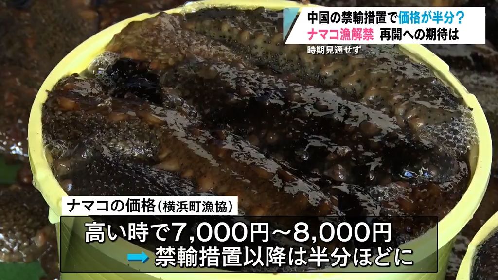 青森県内でナマコ漁解禁　禁輸措置続くなか「中国に依存しない体制づくりが重要」　陸奥湾ホタテ高水温被害は…