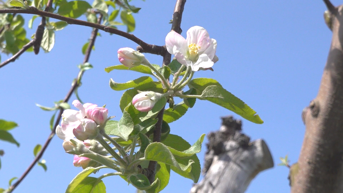 【結実確保】県産りんご主力品種「ふじ」の花が開花！歴代2位の最大積雪深の影響は？　青森県黒石市