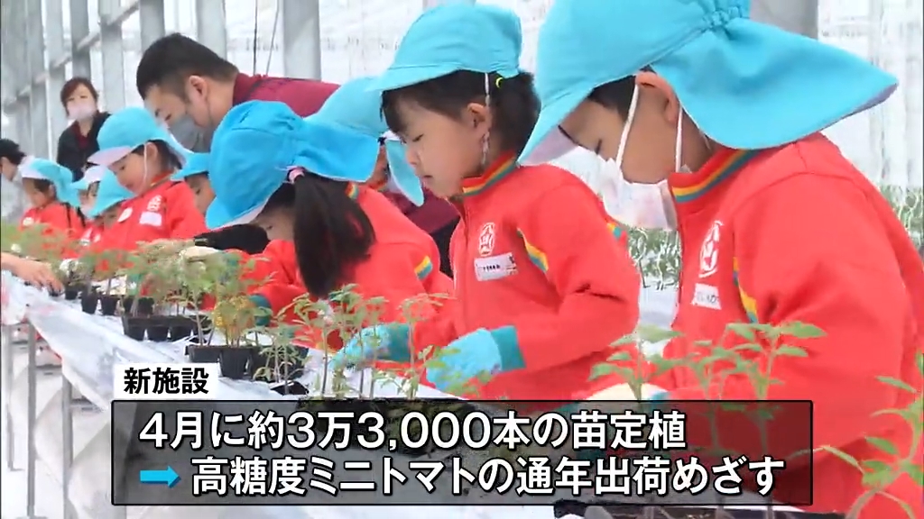 （参考∶状況確認ページ）R8野菜苗温床栽培　トマト苗　３月２１日出品しましたー！ おいしくなってほしい」ミニトマト苗植え体験 招待された園児32人