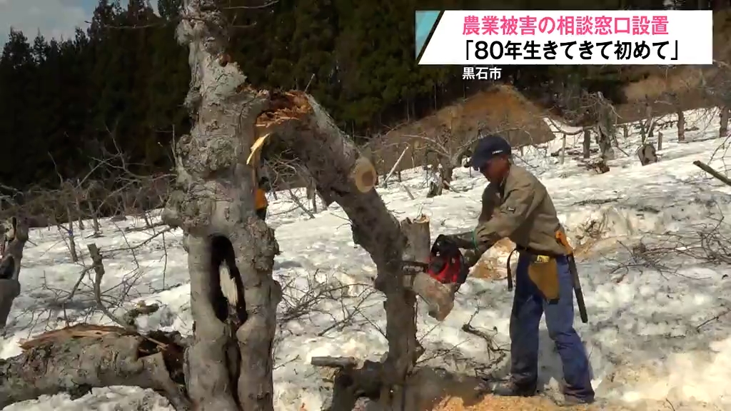 気持ちが萎えました…」雪どけで徐々に現れる“りんご被害”の全容 息の
