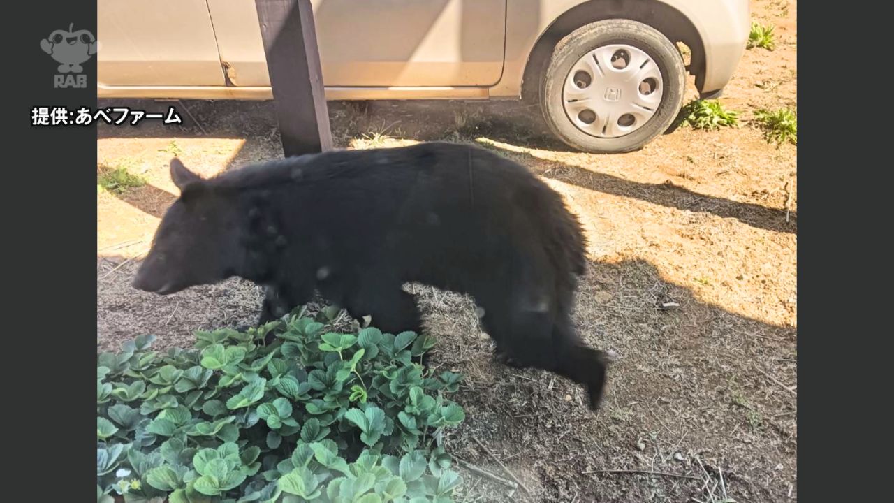 クマがイチゴ農園の建物そばまで接近 八戸市白銀4丁目の住宅街でも目撃