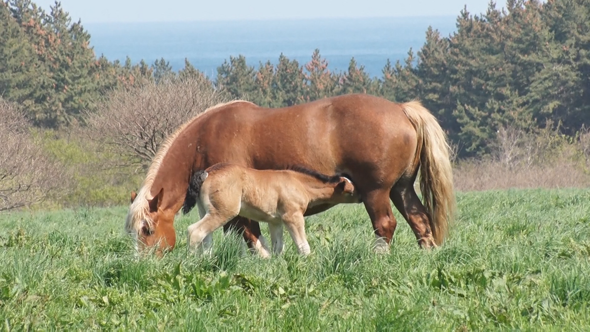 寒立馬が出産シーズン！かわいい子馬を見た後は…海の恵みの“新商品”もいかが？特産ブルーベリーのソフトクリームも人気！　青森県東通村