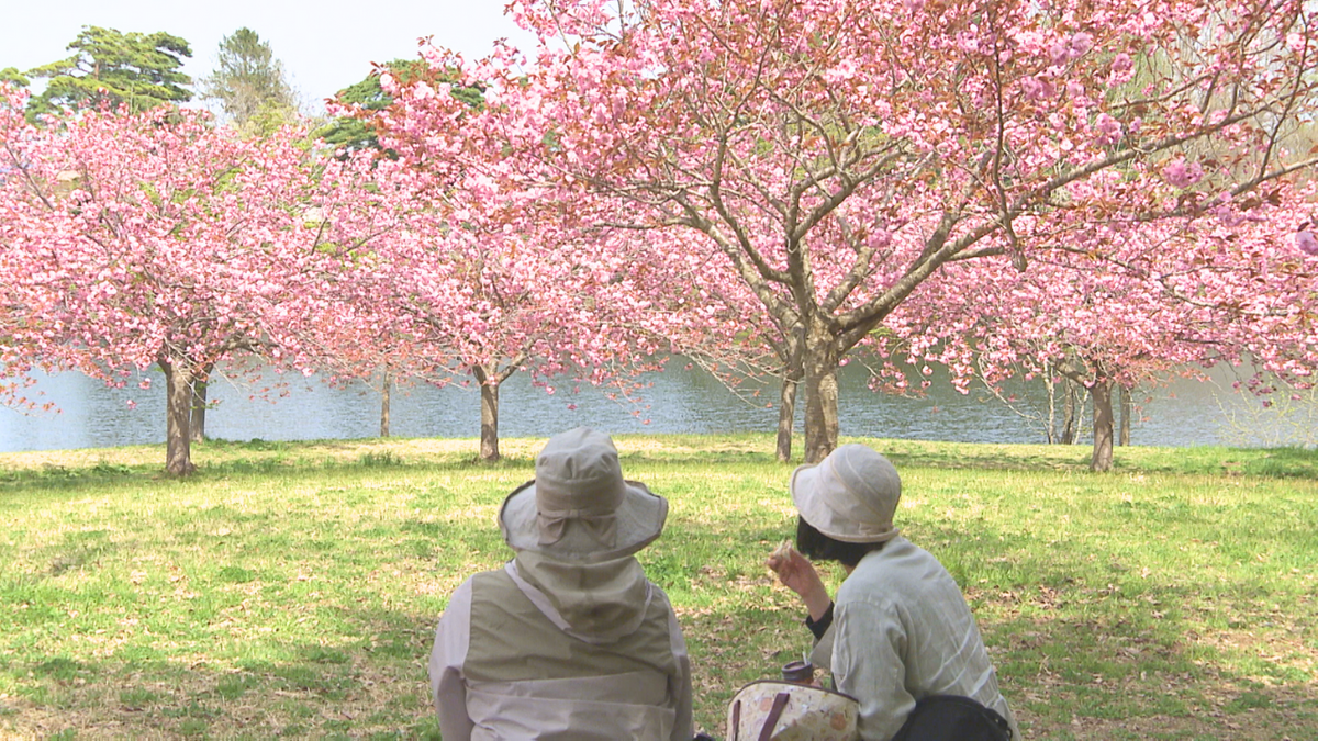 週末のおでかけにいかが？色とりどりの遅咲きの桜が見ごろ！900本以上の桜が植えられている青森市・野木和公園