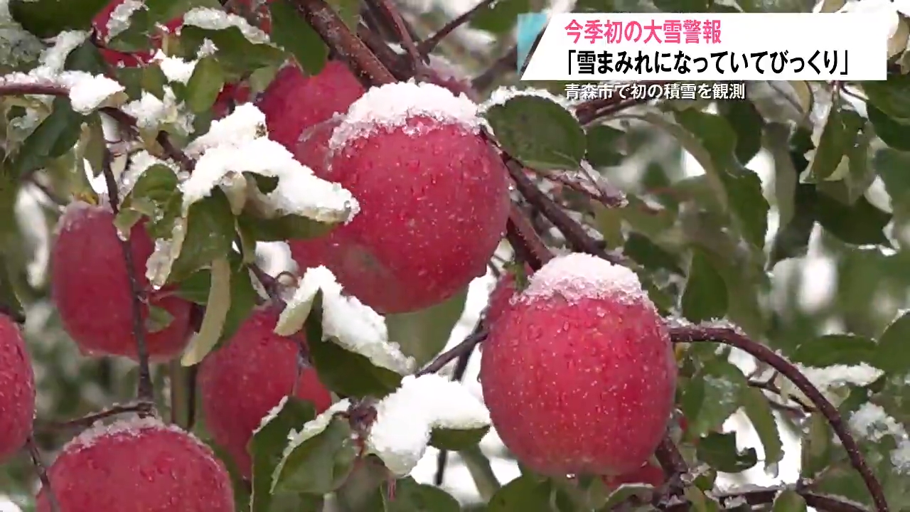 一晩でこんなに積もりました…」青森市で積雪0→13センチ！収穫前の
