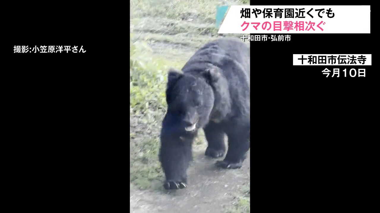 巨大クマ』が目の前に接近！保育園近くに出没で運動会が屋内開催…学校