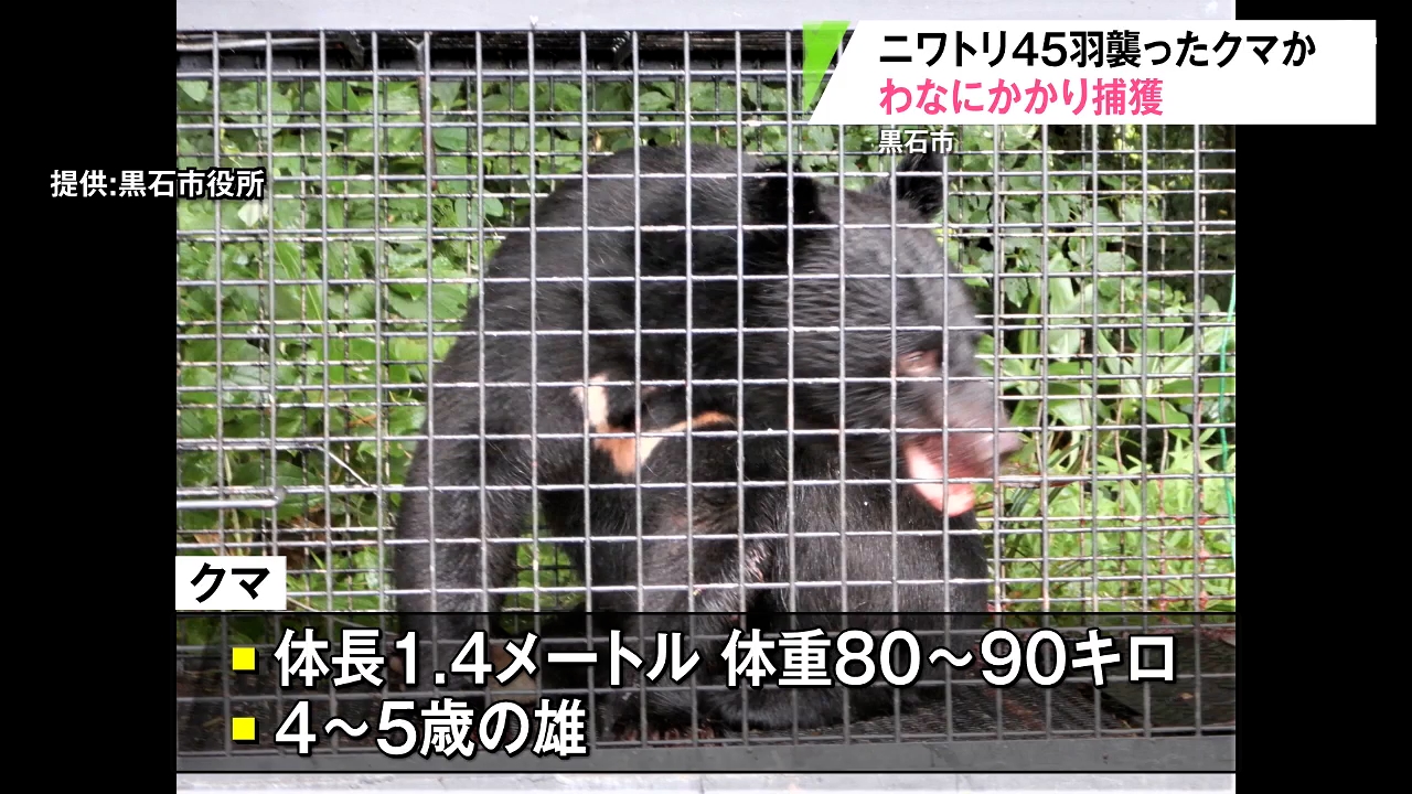 捕獲はニワトリ小屋を襲ったクマか 過去最多の目撃件数を更新するなか