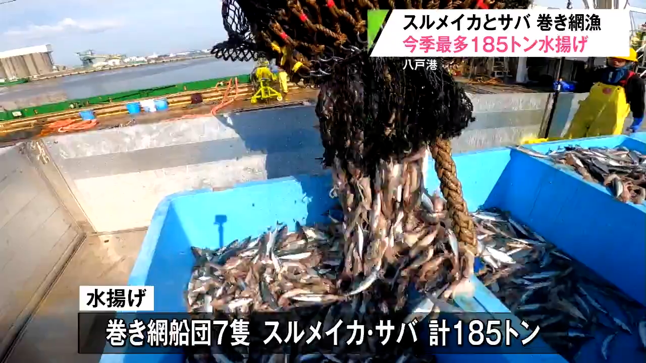 異例】不良続くなか巻き網船団が1日で100トンを超えるスルメイカを