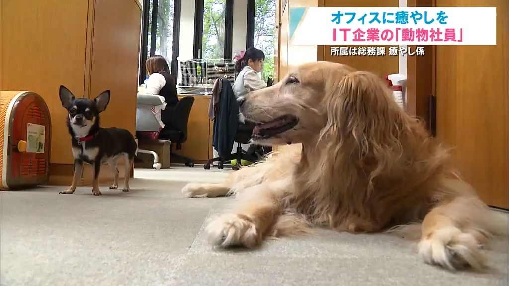 【特集】ＩＴ企業の“動物社員”　所属は総務課・癒やし係　その目的とは？　青森県八戸市