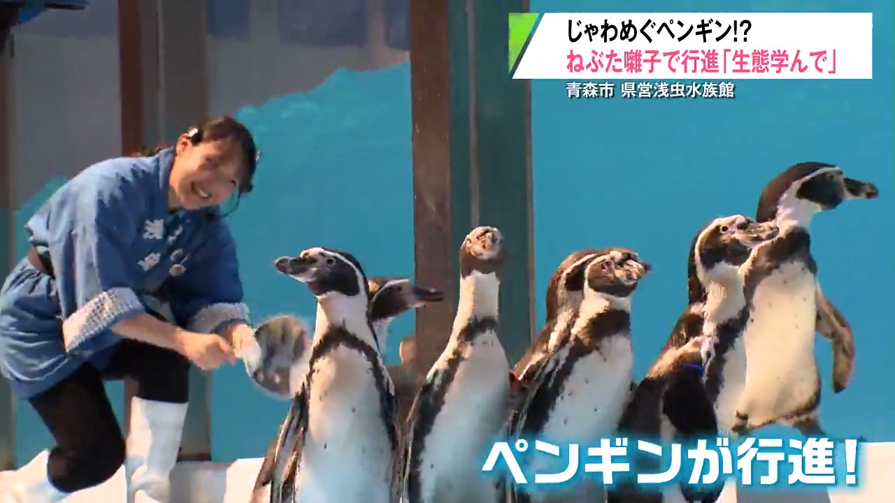 ペンギンたちが“ペタペタ”行進！2か月の特訓で『ねぶた囃子』にも慣れ