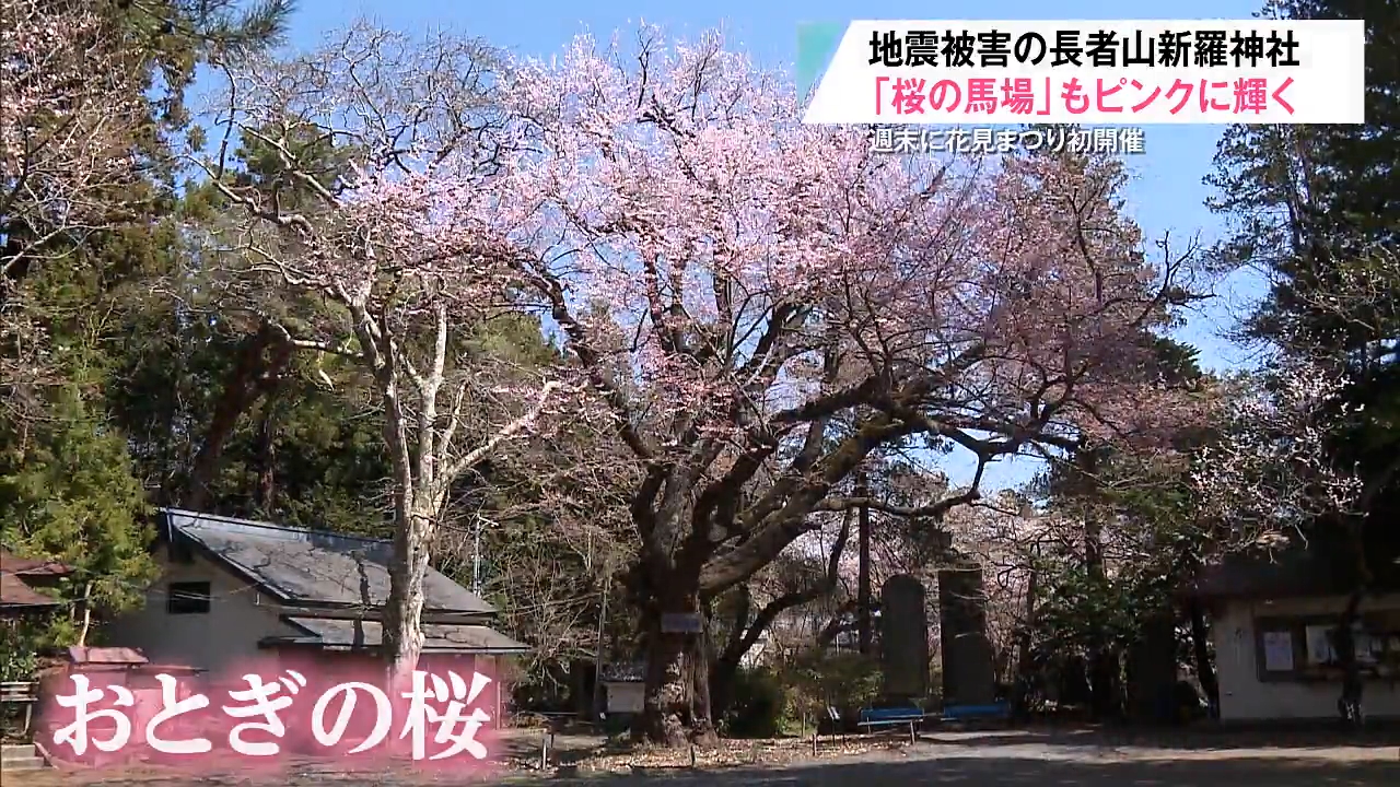 名所・長者山新羅神社で桜が見ごろ 地震被害乗り越え「桜の馬場」が