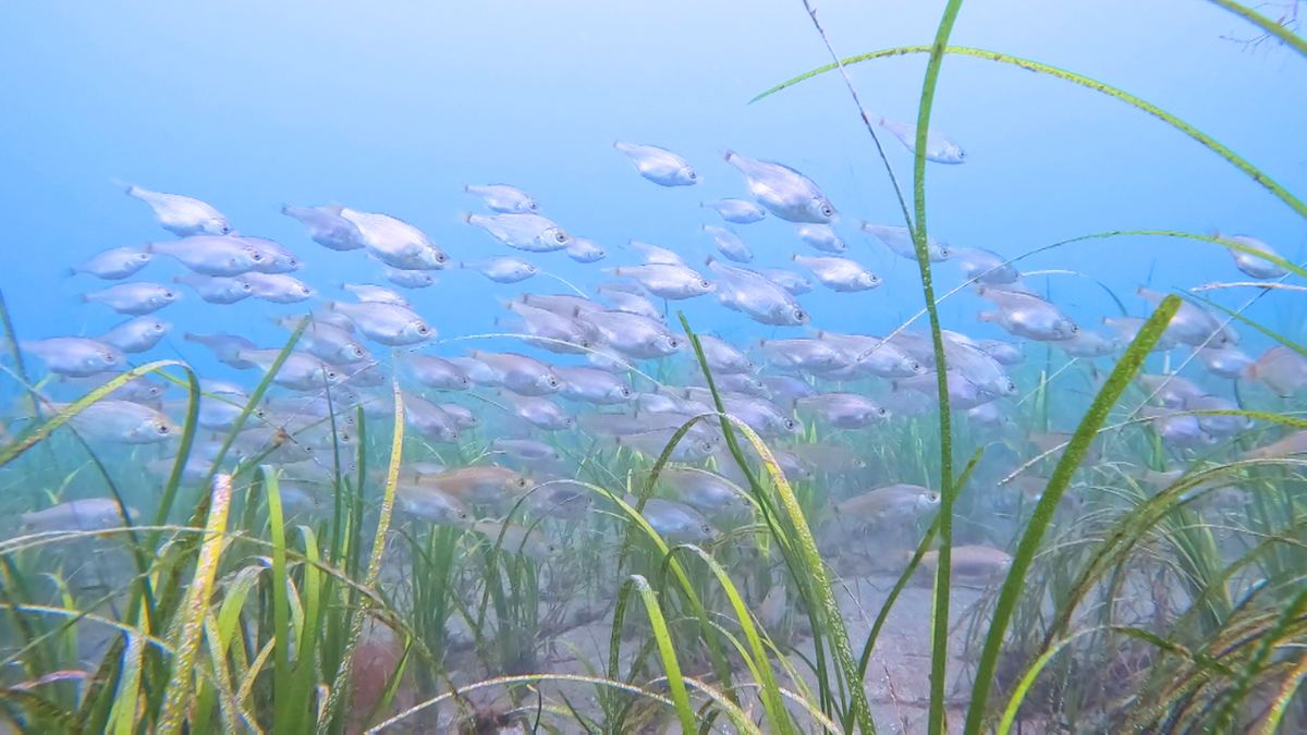 温暖化対策にも一役！「あおもり駅前ビーチ」が多様な海の生物が住む希少な区域として認められる　青森県青森市