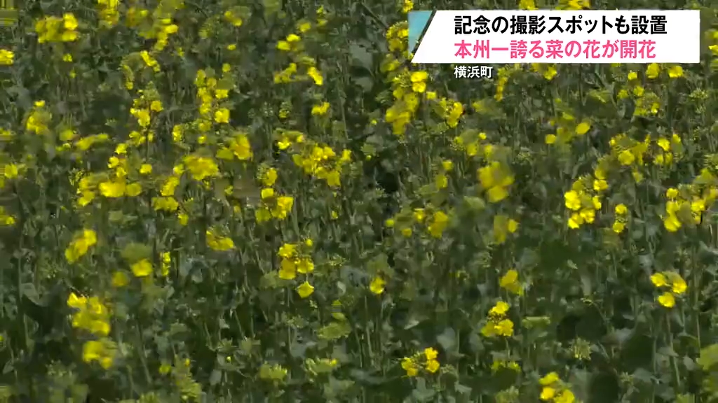 菜の花開花宣言！「菜の花大迷路」出入り口にはラブラブベンチ 横浜町