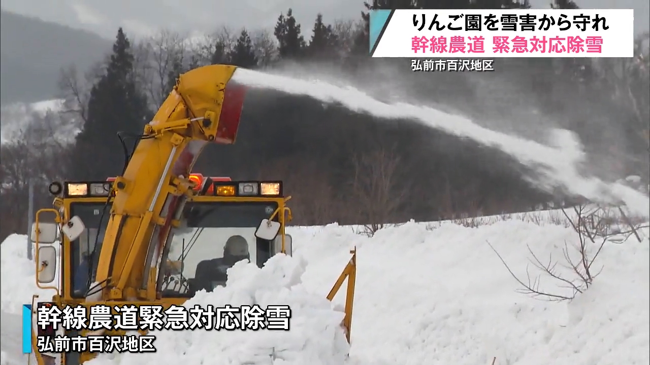 りんご枝折れ被害深刻 弘前市が農道除雪を前倒し（2026年2月10日掲載