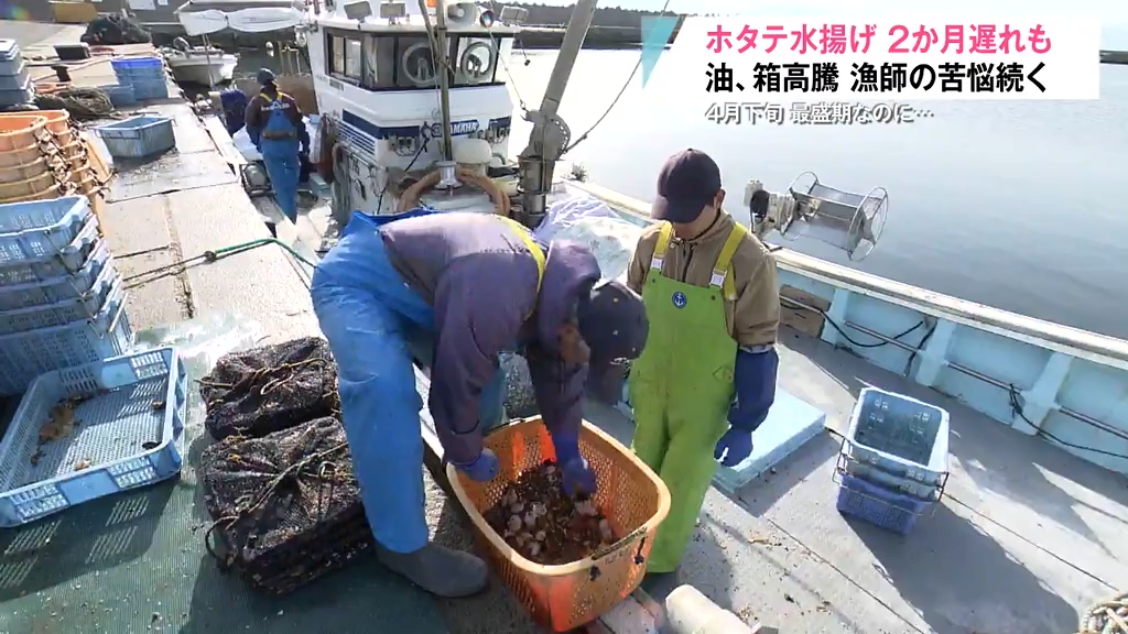 成育遅れが目立ちピンチ！陸奥湾ホタテ 漁船の燃料費高騰や魚箱の
