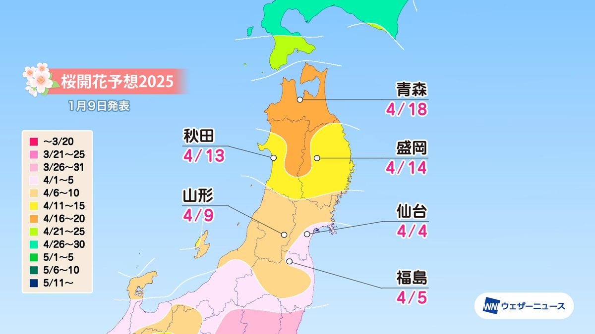 豪雪続くなか早くも第1回目の桜開花予想！弘前公園は…？