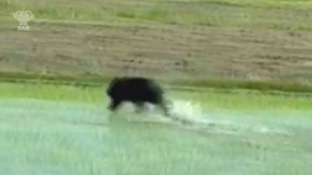 児童福祉施設の敷地にクマが侵入 田んぼを走る姿も…鶴田町で目撃と撮影