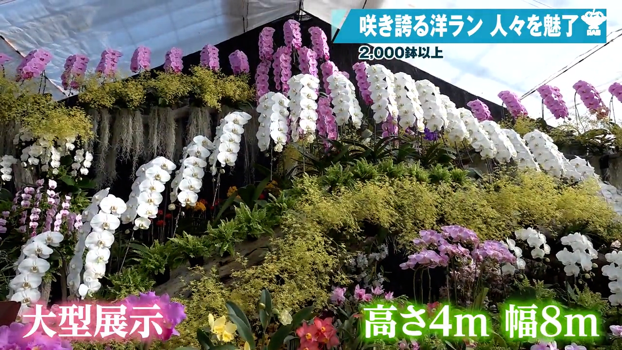 美品未着用 作家物落款“南天と蘭が待つ自然体で花咲ける場所”訪問着 U-96 訪問着 入学式 卒業式 正絹 未仕立て 十日町友禅秀美 木蓮に四季花訪問