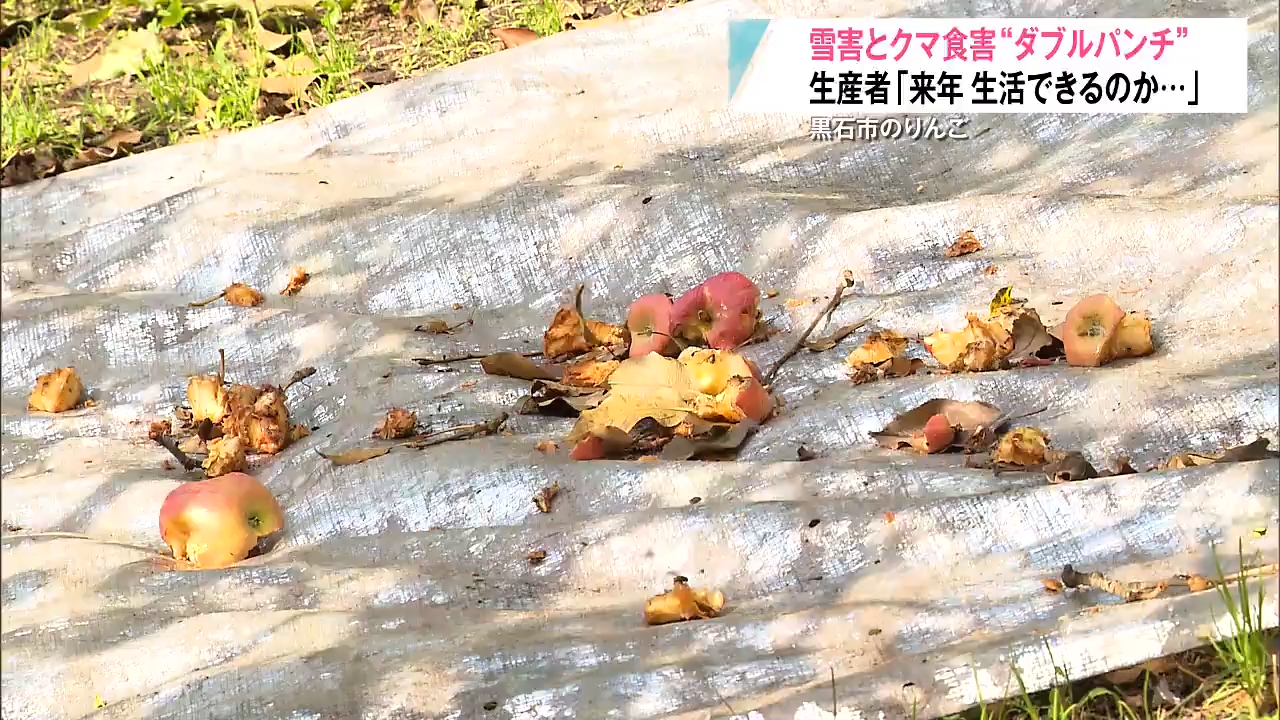 来年生活できるのかと…」収穫間近のりんご園地で3日連続でクマ食害