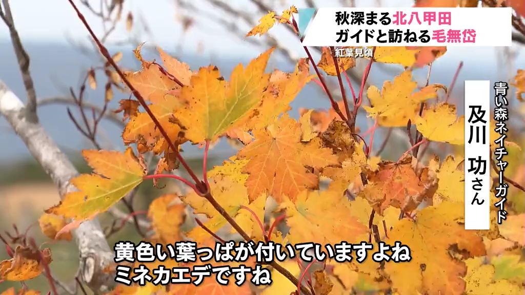 秋へうつろう湿原の紅葉　見ごろ迎えた北八甲田・毛無岱をガイドと訪ねる