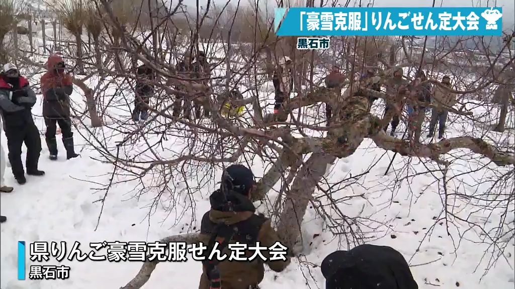 りんごせん定大会で豪雪克服！「雪害を意識した樹形を」　青森県黒石市