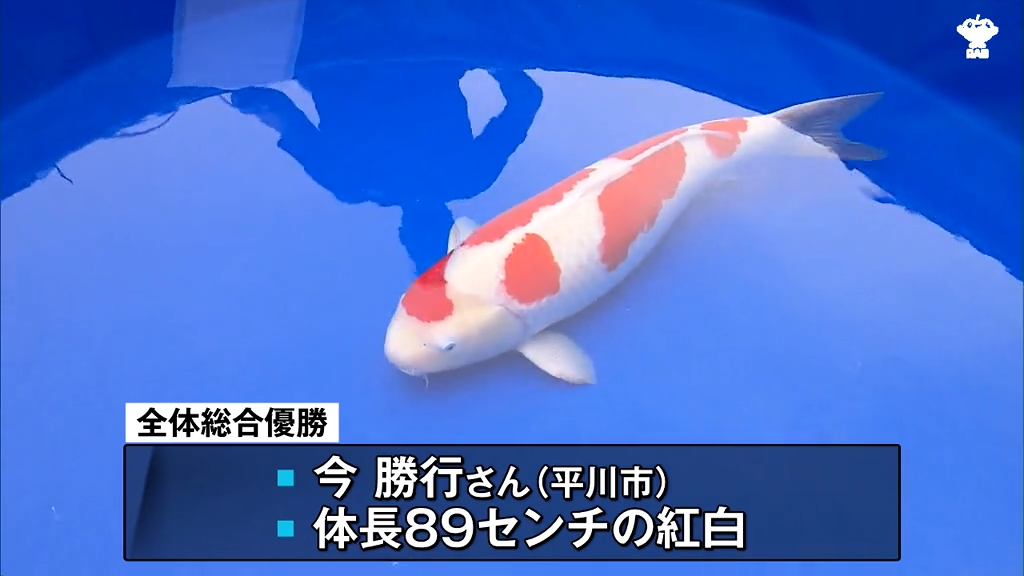 大きさと理想的な体型 色の境目がすっきりしている