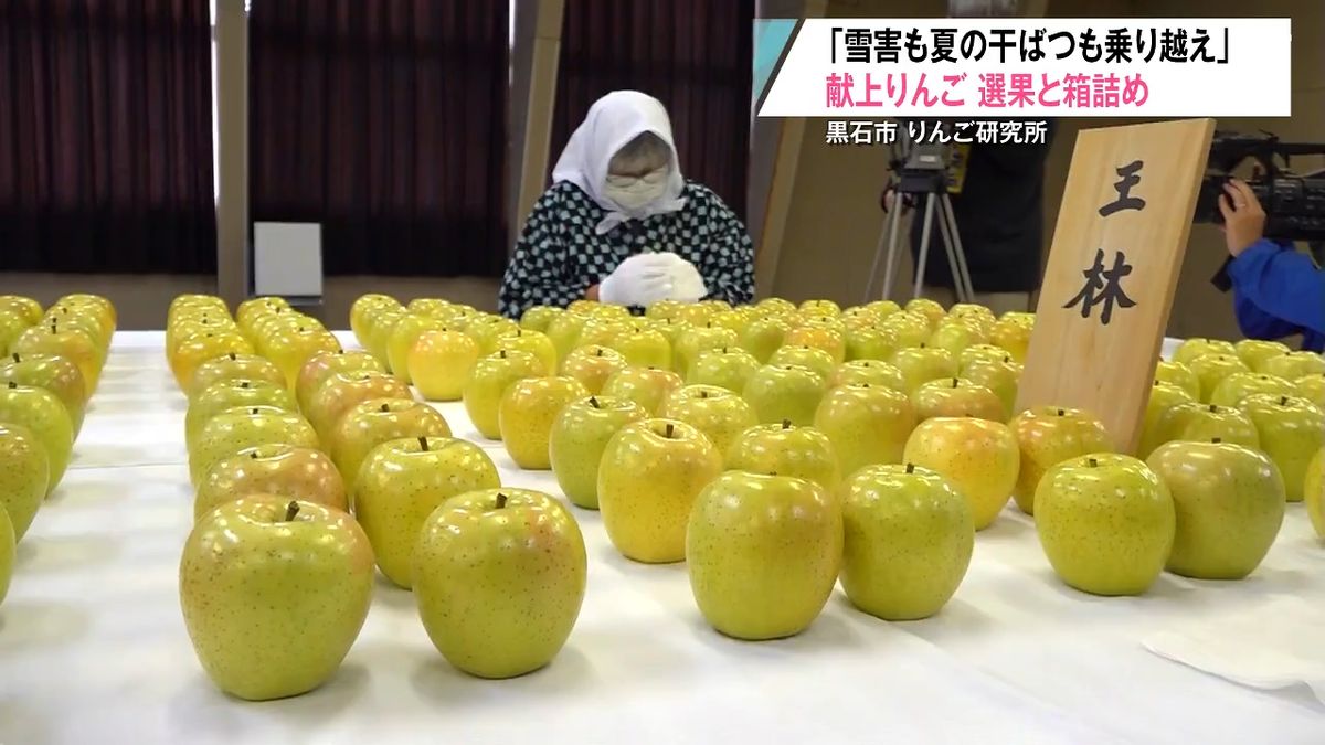 雪害乗り越えた“ふじ”と“王林” 皇室献上用りんご選別 青森県黒石市 