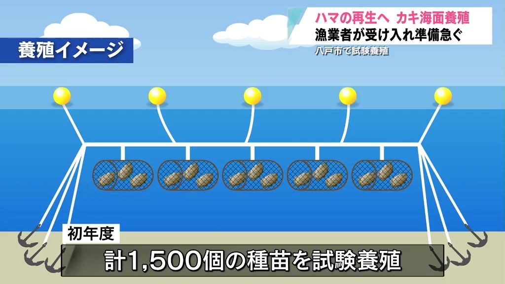 青森県が牡蠣の特産地に？港町に活気を取り戻せ！八戸市で初の牡蠣海面養殖が今秋始まる